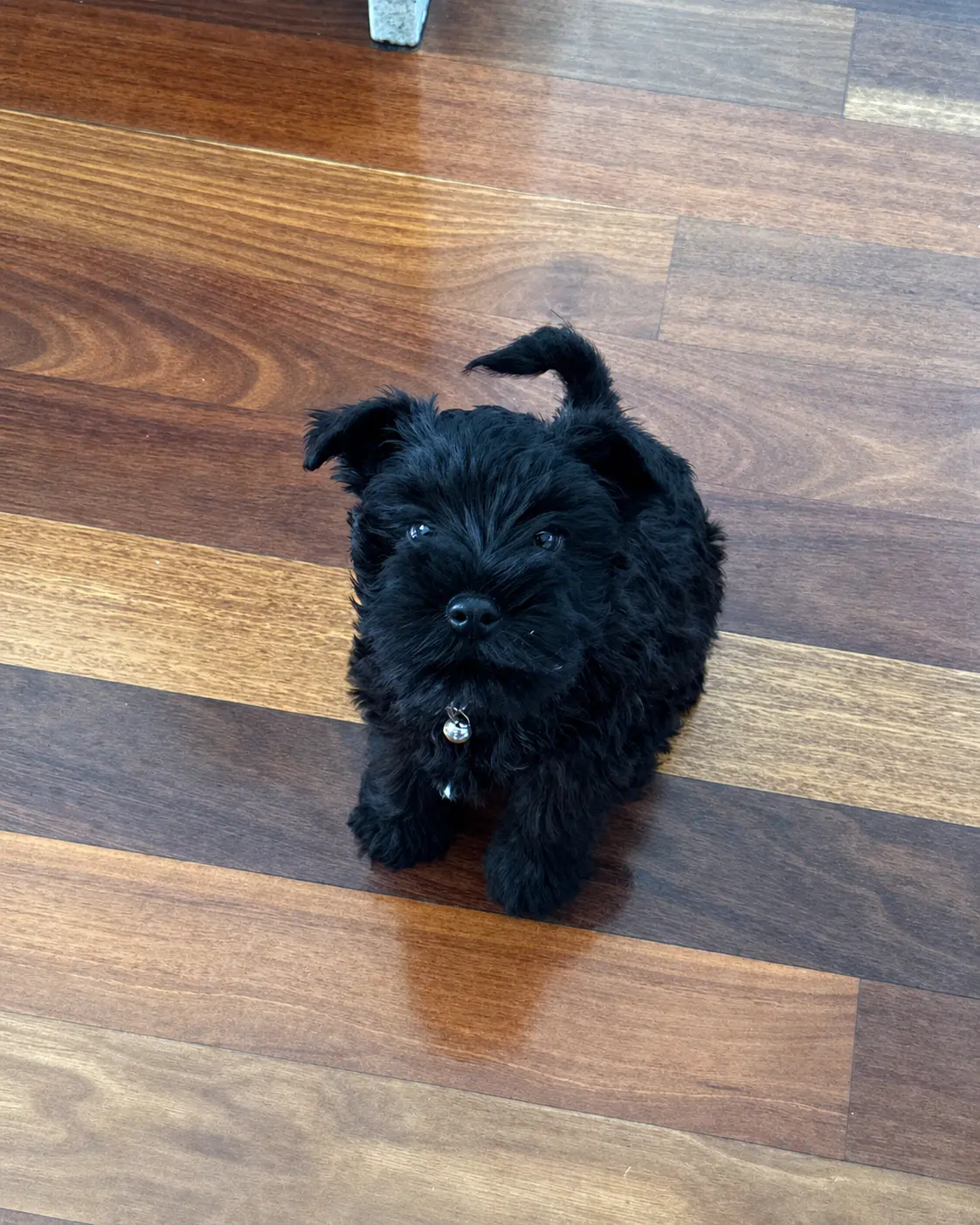 Mika, Head of Morale and Doorbell Security at Think Online